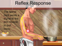 Reflex_Response