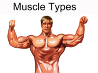 Muscle_Types