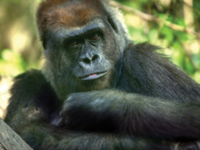 Gorillas_of_the_Congo
