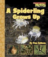 A_spiderling_grows_up