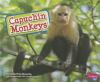 Capuchin_monkeys